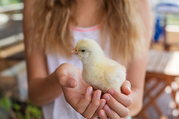 Image showing Baby chicken in girls hands