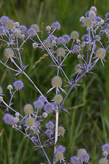 Image showing Eryngium