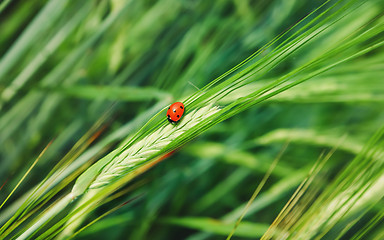 Image showing Ladybug On A Fresh Cereal Spike Close-up