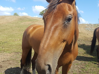 Image showing Brown horse