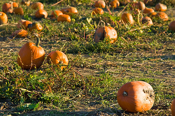 Image showing Pumpkin patch