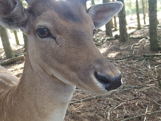 Image showing Bambi