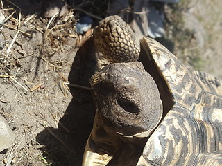 Image showing Turtle