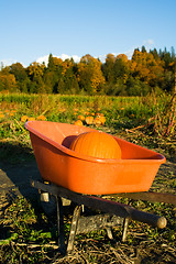 Image showing Pumpkin patch