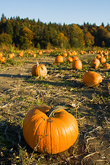 Image showing Pumpkin patch
