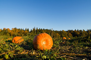 Image showing Pumpkin patch