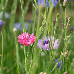 Image showing Bright pink cornflower among other flowers