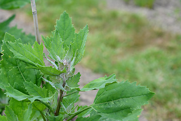 Image showing Top of a growing quinoa plant with grains forming 