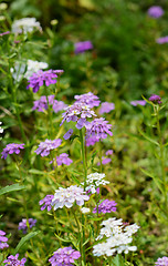 Image showing Mauve candytuft flowers among pretty blooms