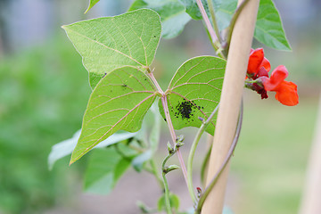 Image showing Blackfly aphids on a runner bean leaf