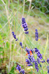 Image showing Sprigs of lavender flowers