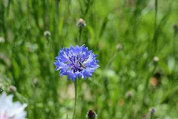 Image showing Green flower beetle on a blue cornflower