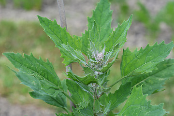 Image showing Growing quinoa plant with green leaves