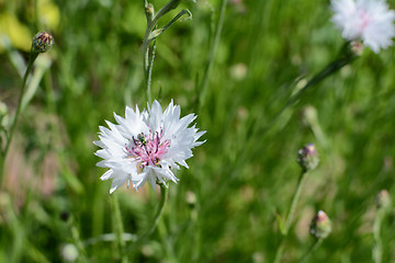 Image showing Green flower beetle on a white cornflower