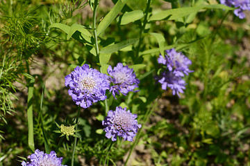 Image showing Purple scabious flowers