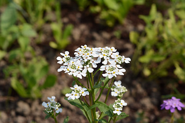 Image showing White candytuft flowers