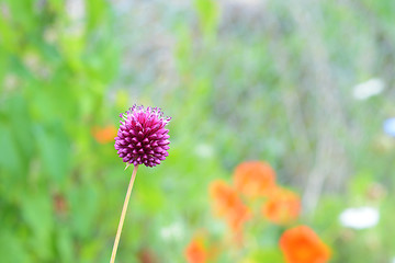 Image showing Round purple allium flower