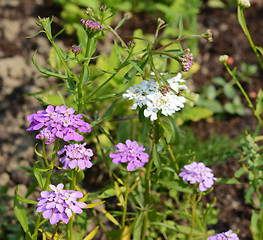 Image showing Purple and white candytuft flowers