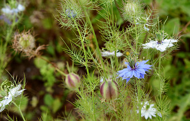 Image showing Blue nigella flower among white flowers and seed pods