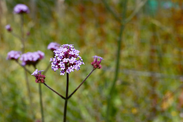 Image showing Stalk of verbena with small lilac flowers