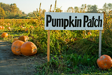 Image showing Pumpkin patch