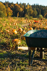 Image showing Pumpkin patch