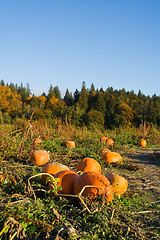 Image showing Pumpkin patch