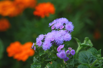 Image showing Ageratum