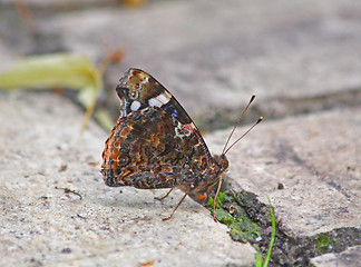 Image showing Buutterfly peacock eye.