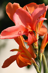 Image showing Bee pollinating scarlet lily.