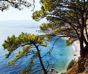 Image showing Top view on sea beach through pine-trees at sun day