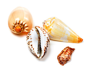 Image showing Various of exotic seashells on white