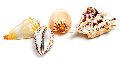 Image showing various of exotic seashells on white