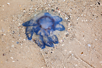 Image showing Jellyfish on sand in sea shore at sun summer day