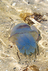 Image showing Jellyfish (Rhizostomae) in sea