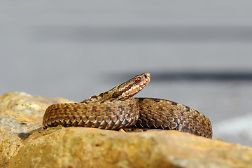 Image showing beautiful common european viper basking on stone