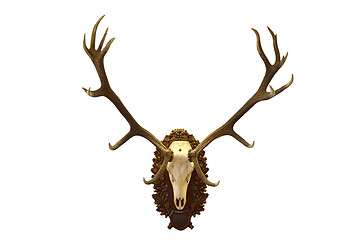 Image showing beautiful red deer  hunting trophy