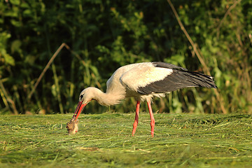 Image showing white stork eating from dead roe deer