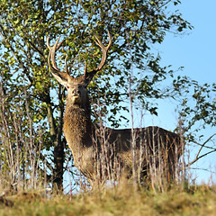 Image showing wild red deer stag looking towards the camera