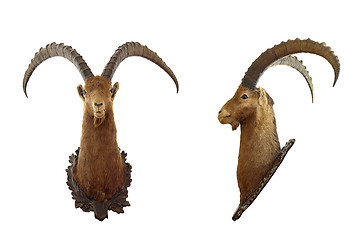 Image showing isolated alpine ibex hunting trophy