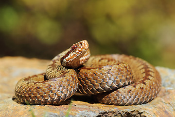 Image showing european crossed viper on rock