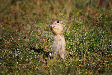 Image showing cute ground squirrel in natural habitat