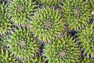 Image showing textured cactus spines