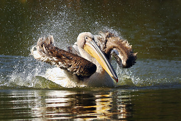 Image showing young pelican splashing water on pond surface