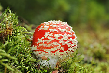 Image showing colorful fly amanita