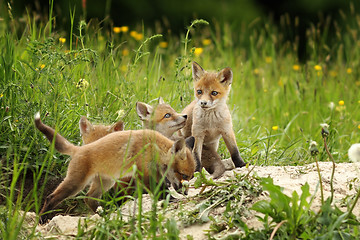 Image showing cute fox brothers  the burrow