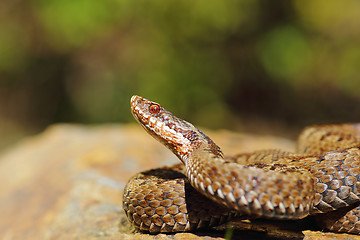 Image showing closeup of female common crossed adder 