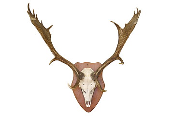 Image showing majestic fallow deer hunting trophy over white