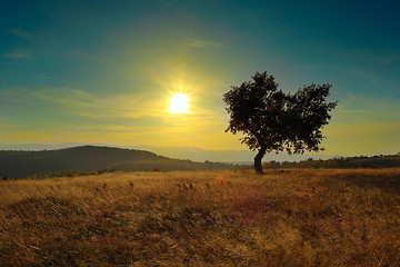 Image showing lonely tree at dawn