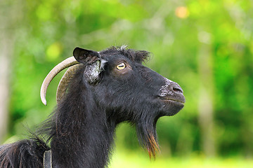 Image showing black bearded ram